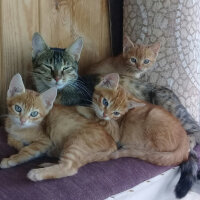 Tekir Kedi, Kedi  şila fotoğrafı