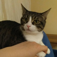 Tekir Kedi, Kedi  Mia fotoğrafı