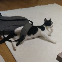 Tuxedo (Smokin) Kedi, Kedi  Papyon fotoğrafı