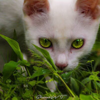 Akbaş, Köpek  Lucy fotoğrafı