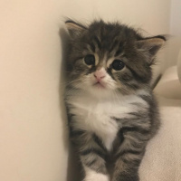 Scottish Fold, Kedi  Betty fotoğrafı
