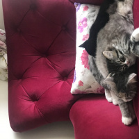 Scottish Fold, Kedi  Betty fotoğrafı