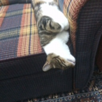 Bengal, Kedi  PİPET fotoğrafı