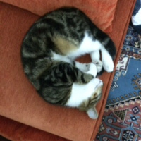 Bengal, Kedi  PİPET fotoğrafı