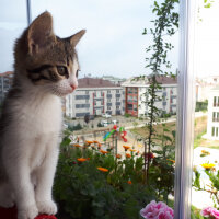 Tekir Kedi, Kedi  Lâlik fotoğrafı