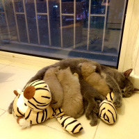 British Shorthair, Kedi  Winnie fotoğrafı