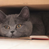 British Shorthair, Kedi  Winnie fotoğrafı