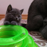 British Shorthair, Kedi  Winnie fotoğrafı
