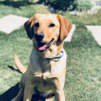 Labrador Retriever, Köpek  Hayat fotoğrafı