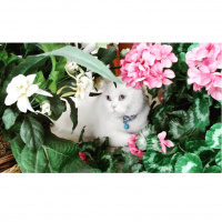 American Shorthair, Kedi  Süt fotoğrafı