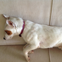 Jack Russell Terrier, Köpek  Beyaz fotoğrafı