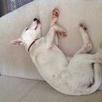 Jack Russell Terrier, Köpek  Beyaz fotoğrafı