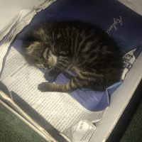Tekir Kedi, Kedi  Adını daha koymadık fotoğrafı