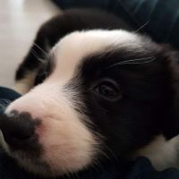 Border Collie, Köpek  Kokoro fotoğrafı