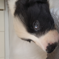 Border Collie, Köpek  Kokoro fotoğrafı