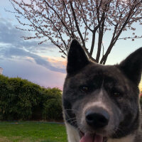 Akita İnu, Köpek  Maça fotoğrafı