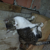 American Shorthair, Kedi  sütlü kahve fotoğrafı