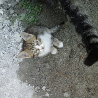 American Shorthair, Kedi  sütlü kahve fotoğrafı