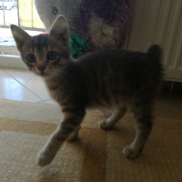 Tekir Kedi, Kedi  Leyka fotoğrafı