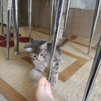 Tekir Kedi, Kedi  Leyka fotoğrafı