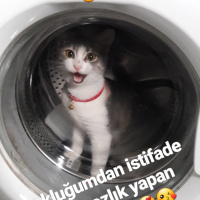 Tekir Kedi, Kedi  Mia fotoğrafı