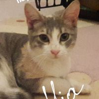 Tekir Kedi, Kedi  Mia fotoğrafı