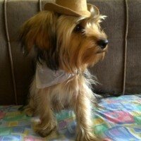 Yorkshire Terrier, Köpek  Dost fotoğrafı