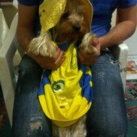 Yorkshire Terrier, Köpek  Dost fotoğrafı