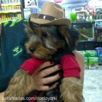 Yorkshire Terrier, Köpek  Dost fotoğrafı