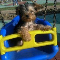 Yorkshire Terrier, Köpek  Dost fotoğrafı