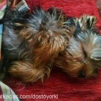 Yorkshire Terrier, Köpek  Dost fotoğrafı