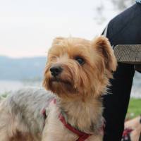 Yorkshire Terrier, Köpek  Dost fotoğrafı