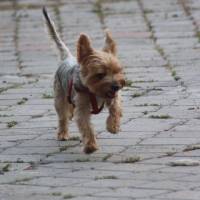 Yorkshire Terrier, Köpek  Dost fotoğrafı