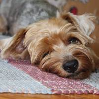 Yorkshire Terrier, Köpek  Dost fotoğrafı