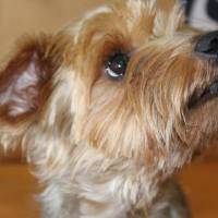 Yorkshire Terrier, Köpek  Dost fotoğrafı