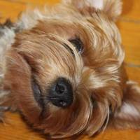 Yorkshire Terrier, Köpek  Dost fotoğrafı