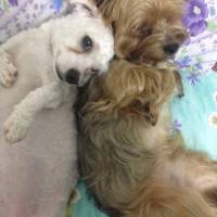 Yorkshire Terrier, Köpek  Dost fotoğrafı