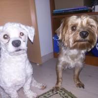 Yorkshire Terrier, Köpek  Dost fotoğrafı