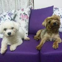 Yorkshire Terrier, Köpek  Dost fotoğrafı