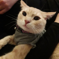 Tekir Kedi, Kedi  love fotoğrafı