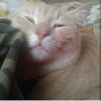 Tekir Kedi, Kedi  love fotoğrafı