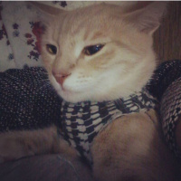 Tekir Kedi, Kedi  love fotoğrafı