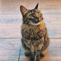 Tekir Kedi, Kedi  Mırıl fotoğrafı