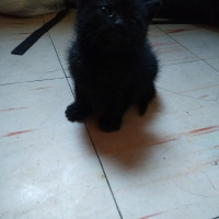 Tekir Kedi, Kedi  Serena ve Venüs fotoğrafı