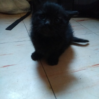 Tekir Kedi, Kedi  Serena ve Venüs fotoğrafı