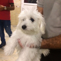 Maltese, Köpek  miço fotoğrafı