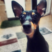 Minyatür Pinscher, Köpek  Atom fotoğrafı