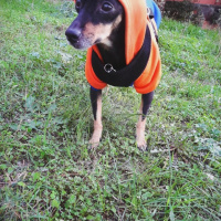 Minyatür Pinscher, Köpek  Atom fotoğrafı