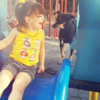Minyatür Pinscher, Köpek  Atom fotoğrafı