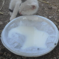 Tekir Kedi, Kedi  bonibon fotoğrafı